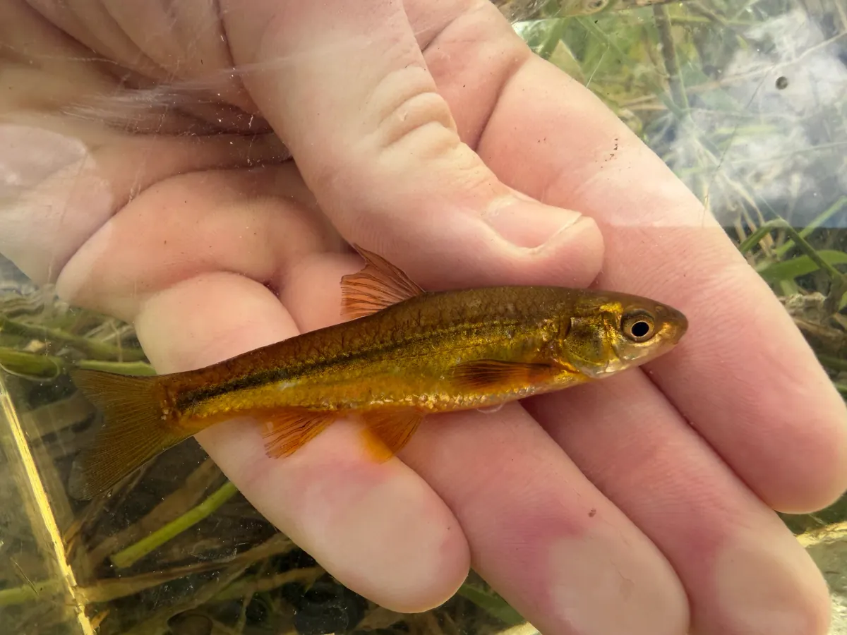 Brassy minnow held in a hand, a small minnow with golden brassy sides, a dark stripe and large eyes