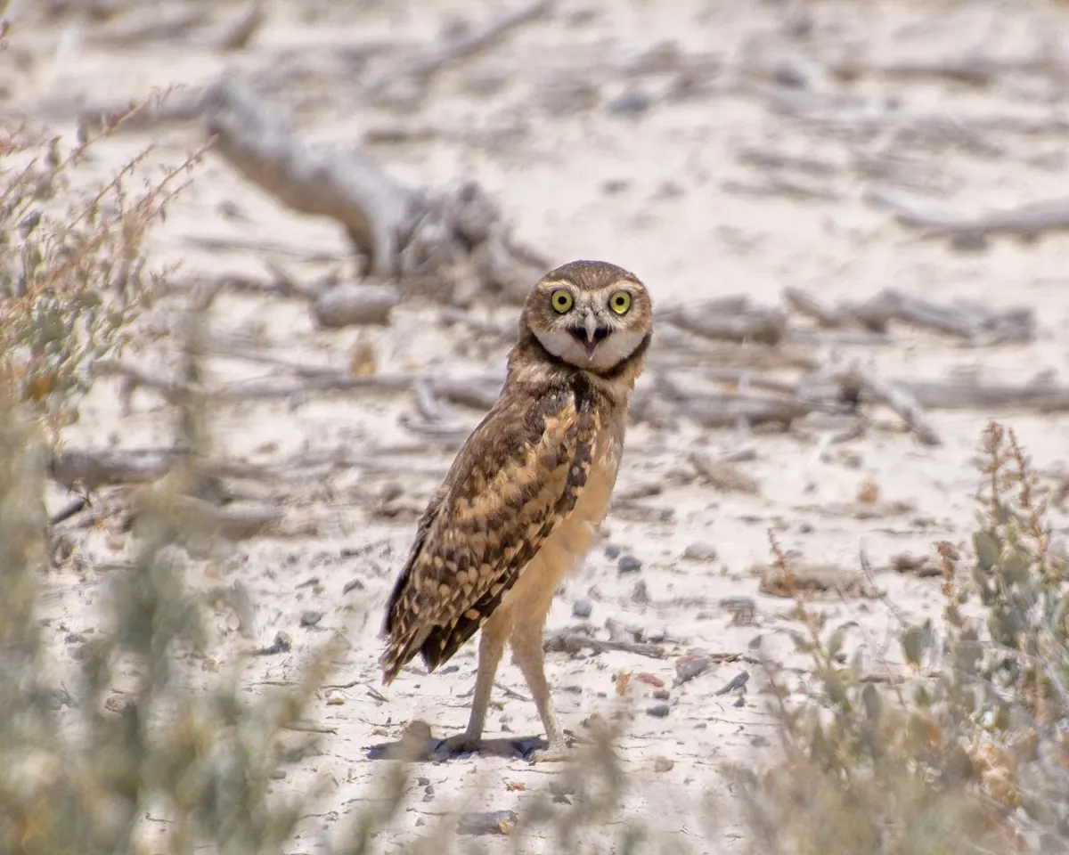 Burrowing owl standing in open desert terrain, showing long legs, yellow eyes, and spotted brown plumage