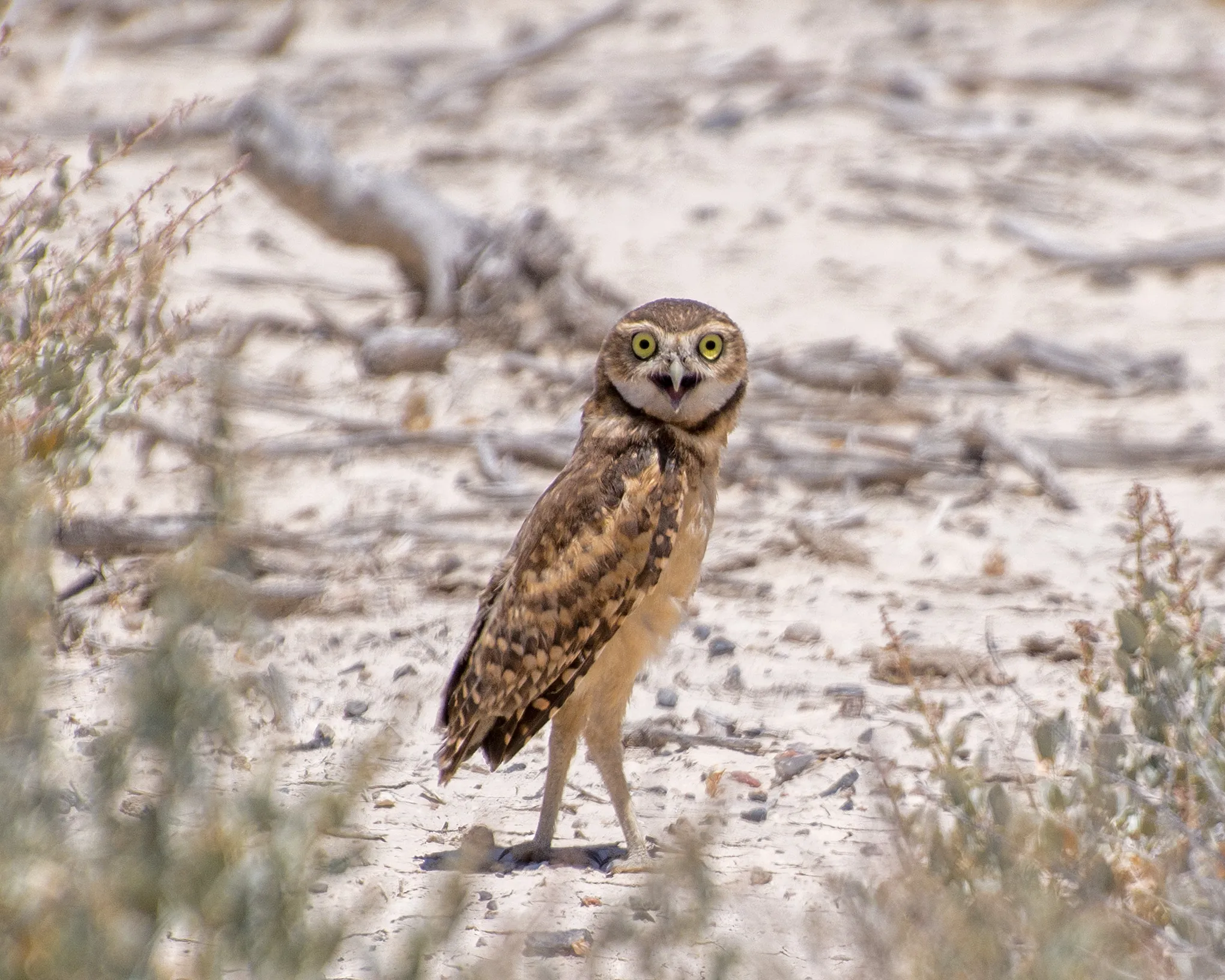 Burrowing owl standing at the entrance to a prairie dog burrow on shortgrass prairie, showing long legs, yellow eyes, and spotted brown plumage