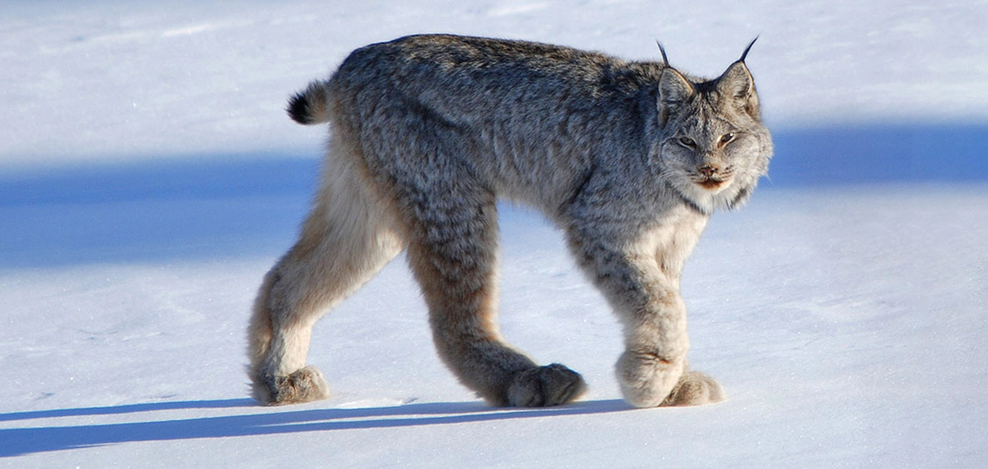 Canada lynx in subalpine spruce-fir forest, showing distinctive large paws, tufted ears, and gray-brown winter coat characteristic of this high-elevation felid