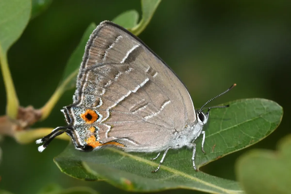 Colorado hairstreak resting on a Gambel oak leaf, showing its gray-blue underside with white lines, orange-and-black eyespots and thin tails