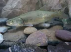 Colorado Pikeminnow