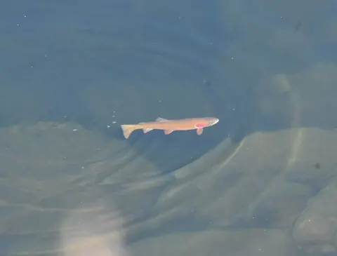 Colorado River cutthroat trout swimming in clear, shallow water over a pale sandy bottom in Summit County, Colorado