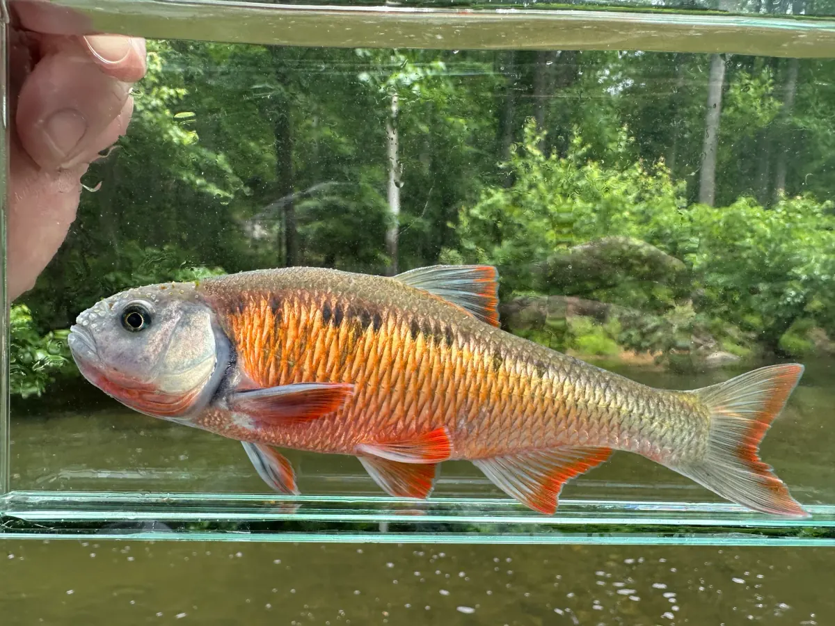 Breeding male common shiner in a viewing tank, a deep-bodied minnow with rosy orange sides and fins against a green streamside background