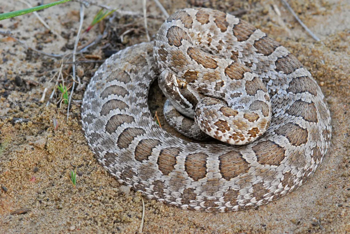 Desert massasauga coiled on pale sandy ground, its light gray body marked with rows of brown blotches edged in white