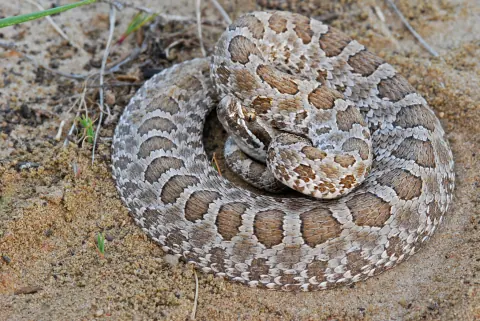 Desert massasauga coiled on pale sandy ground, its light gray body marked with rows of brown blotches edged in white