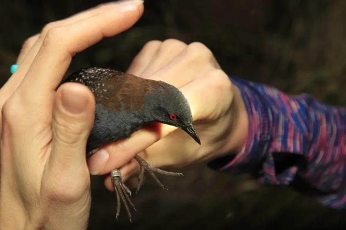 Black rail held by a researcher during banding, showing its small dark body and metal leg band