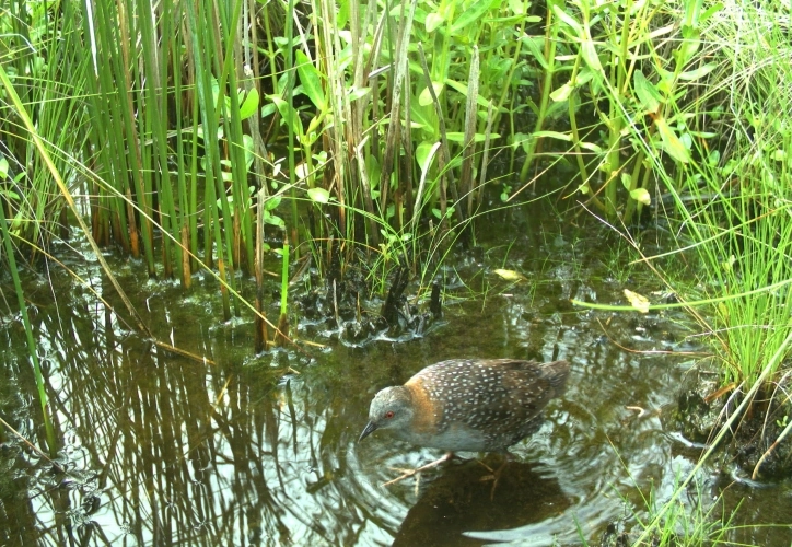 Eastern black rail in dense marsh vegetation, showing dark slate-black plumage, chestnut nape, red eye, and white speckling on flanks