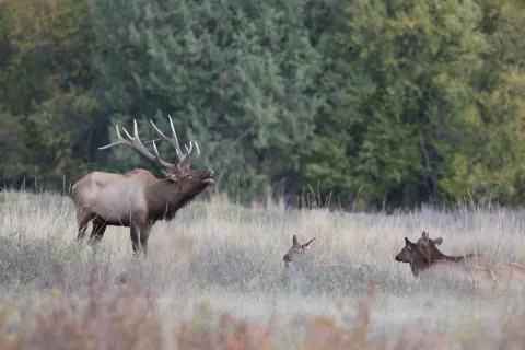 Bull elk with a large set of antlers standing in tall grass with its head raised and mouth open, bugling, while two cow elk rest in the grass nearby