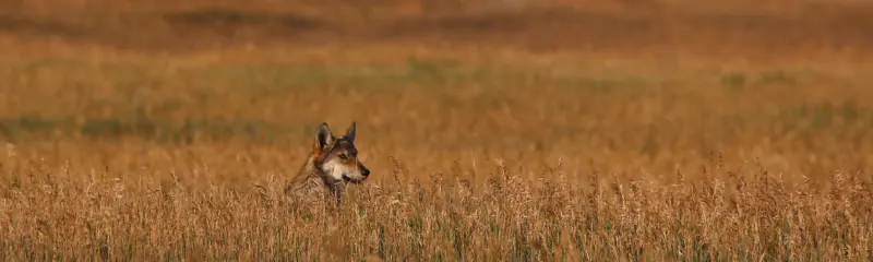 Young gray wolf peering over tall golden grass in an open meadow