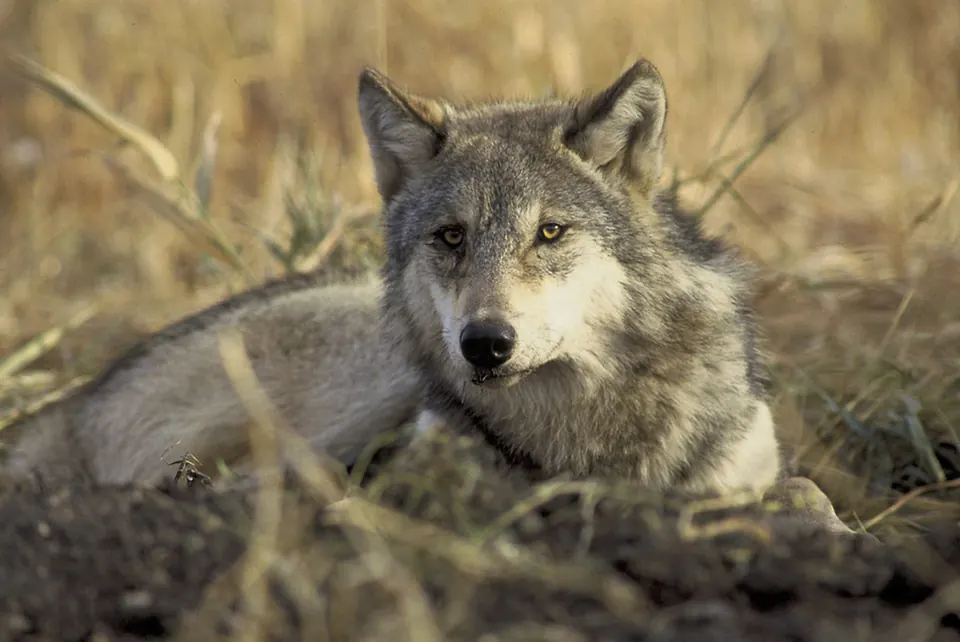 Gray wolf lying in dry grass, looking toward the camera.