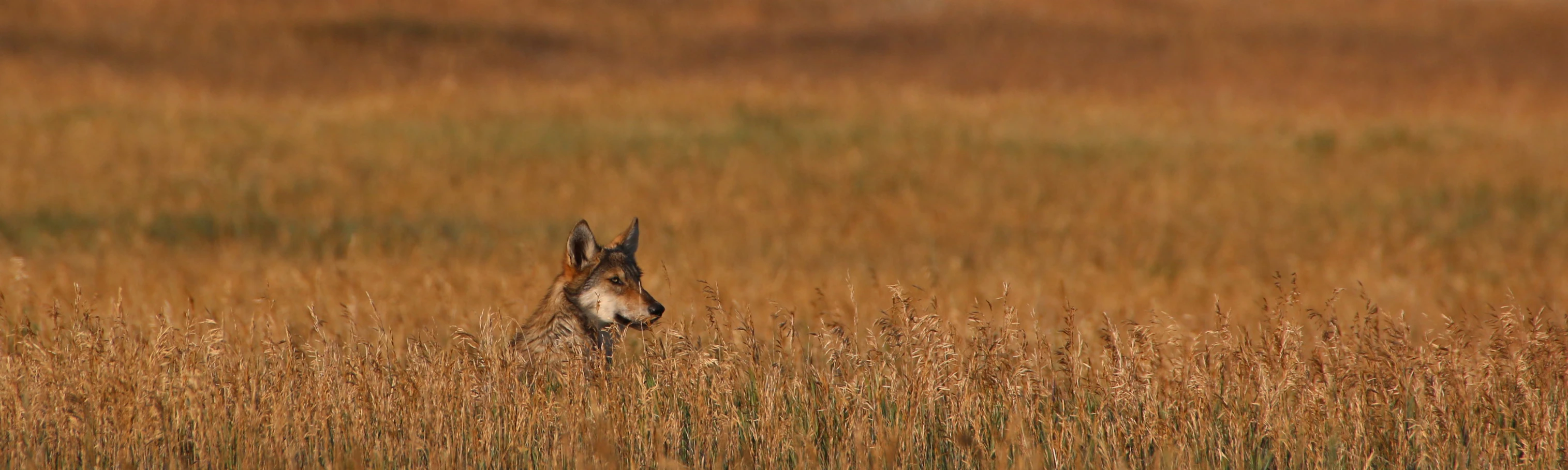 Gray wolf in montane forest showing the large, robust body, long legs, and thick coat characteristic of this apex predator