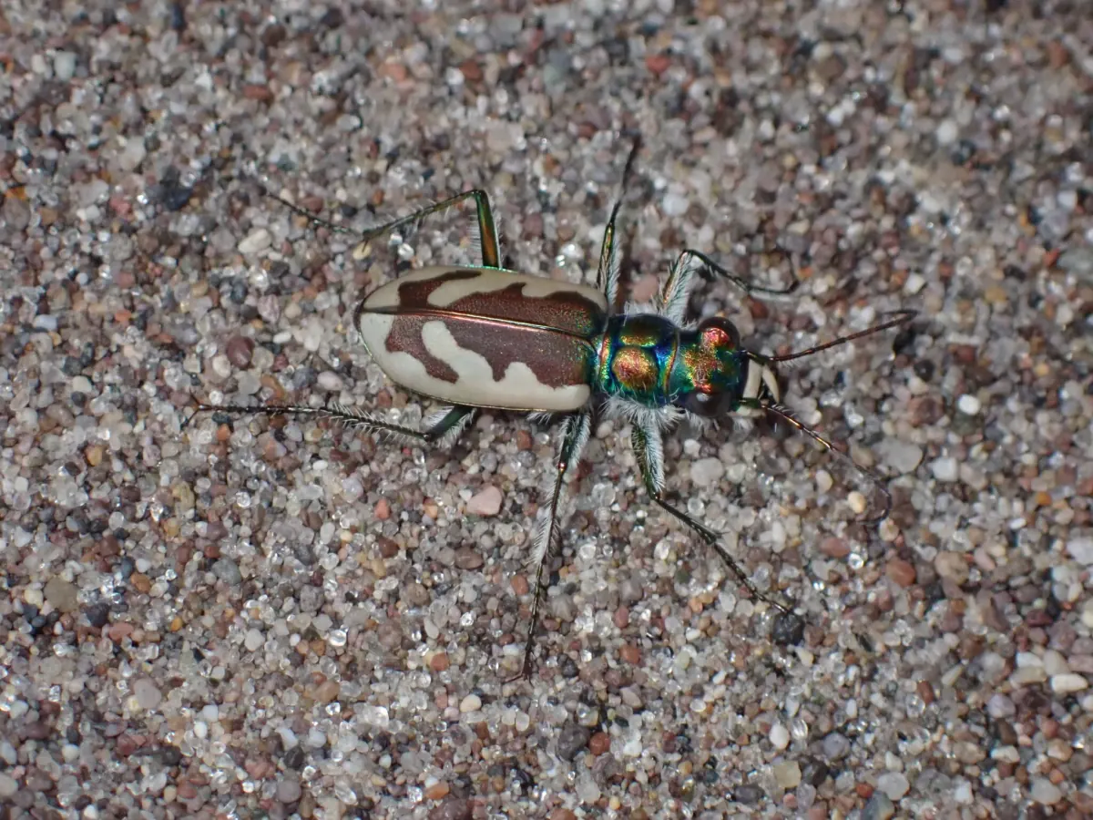 Great Sand Dunes tiger beetle on coarse sand, with cream-and-brown patterned wing covers and an iridescent green and copper head