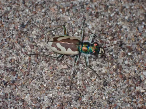Great Sand Dunes tiger beetle on coarse sand, with cream-and-brown patterned wing covers and an iridescent green and copper head