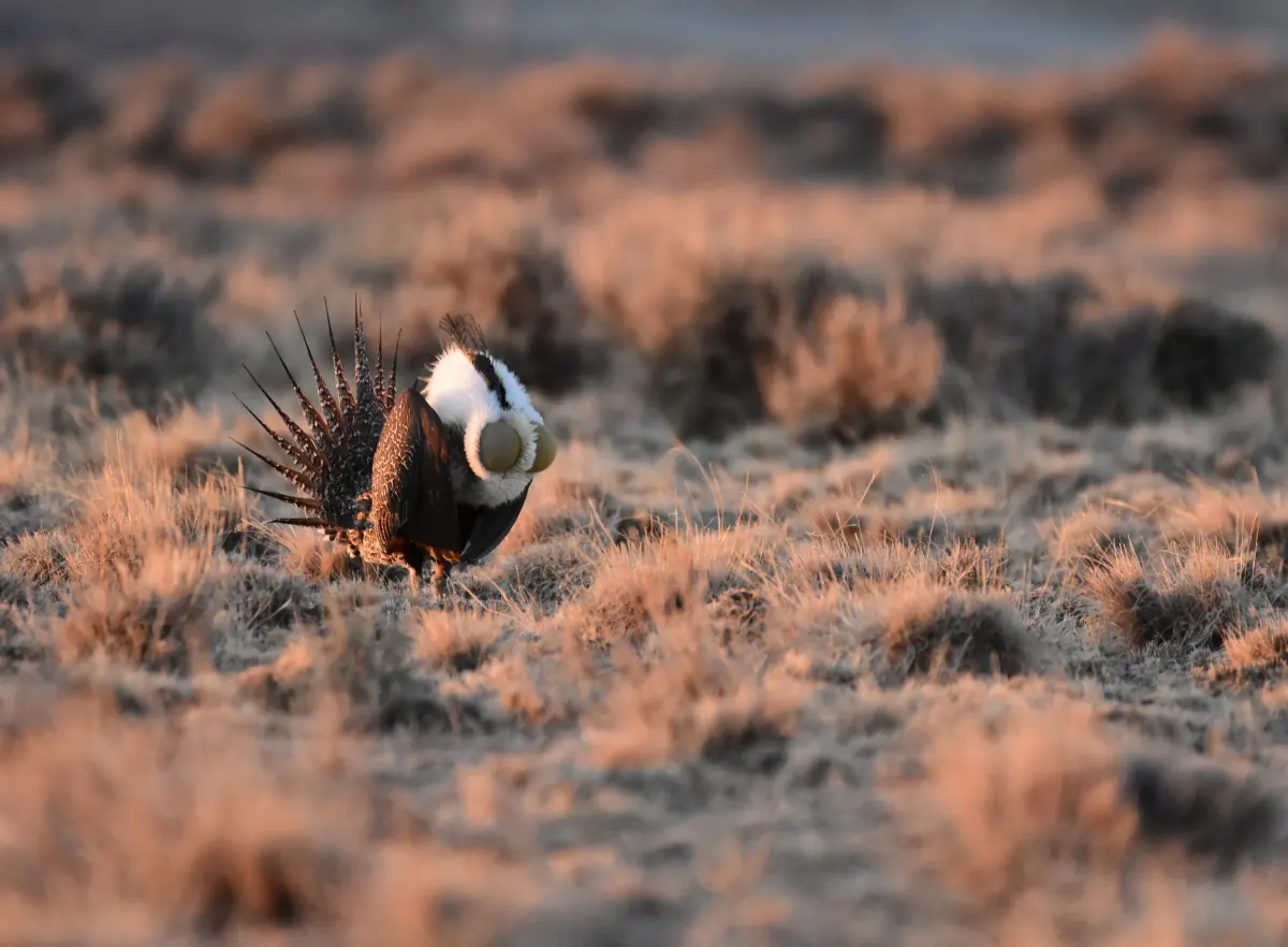 Male greater sage-grouse displaying on a frosty sagebrush lek in low morning light, its white chest ruff puffed out and spiky tail feathers fanned