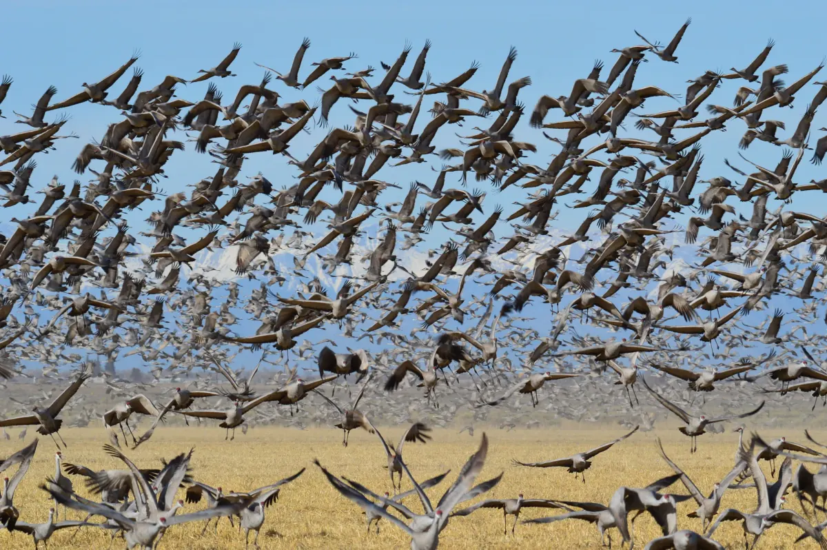 Hundreds of greater sandhill cranes lifting off a golden stubble field at Monte Vista National Wildlife Refuge, filling a blue sky in front of snowy peaks