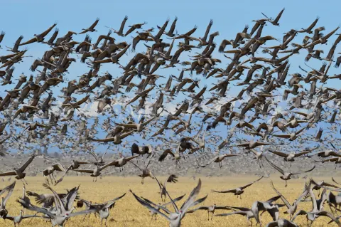 Hundreds of greater sandhill cranes lifting off a golden stubble field at Monte Vista National Wildlife Refuge, filling a blue sky in front of snowy peaks