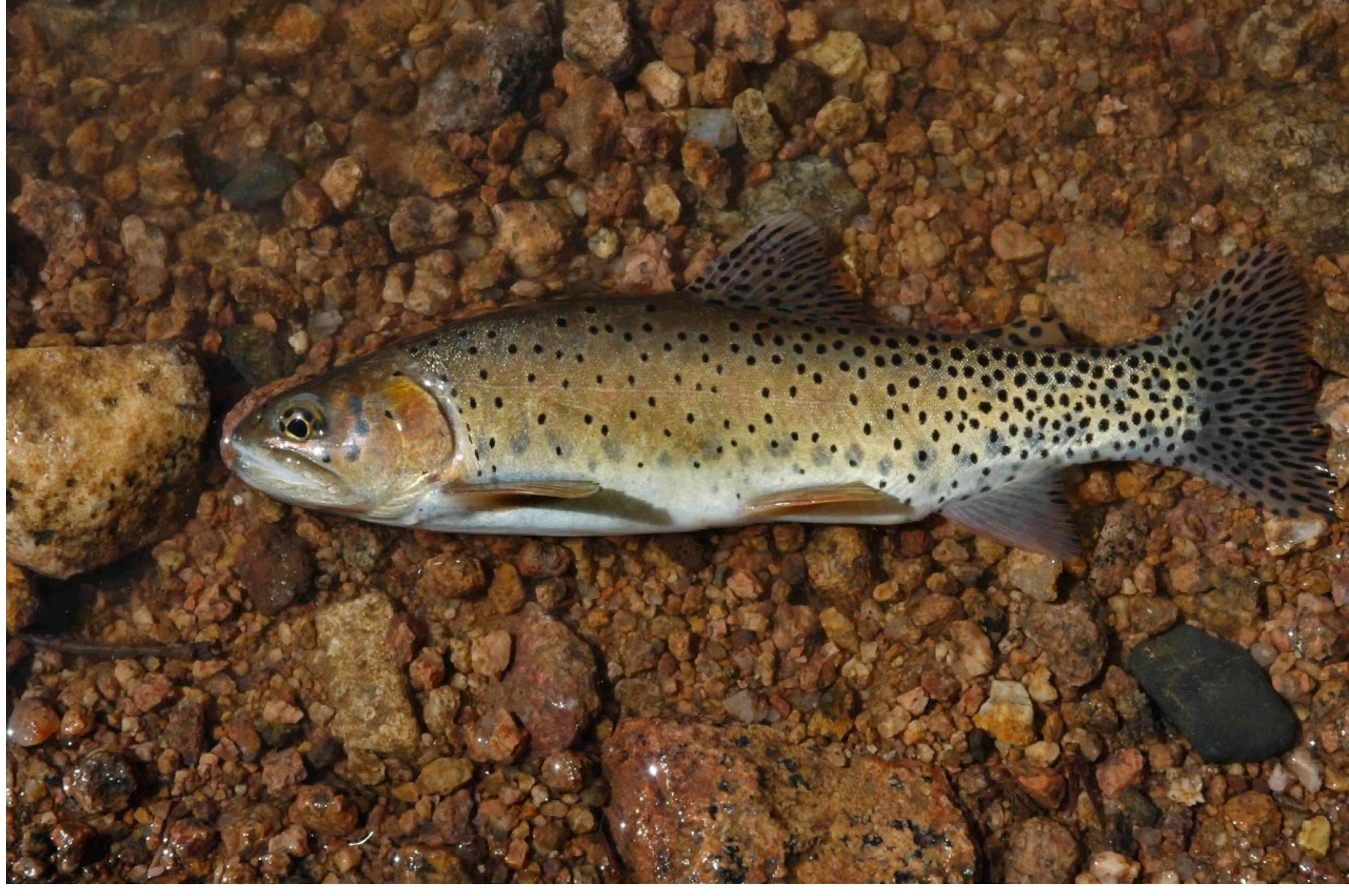 Greenback cutthroat trout in clear mountain stream showing large black spots concentrated toward tail, greenish hue along back, and distinctive red cutthroat slash under jaw