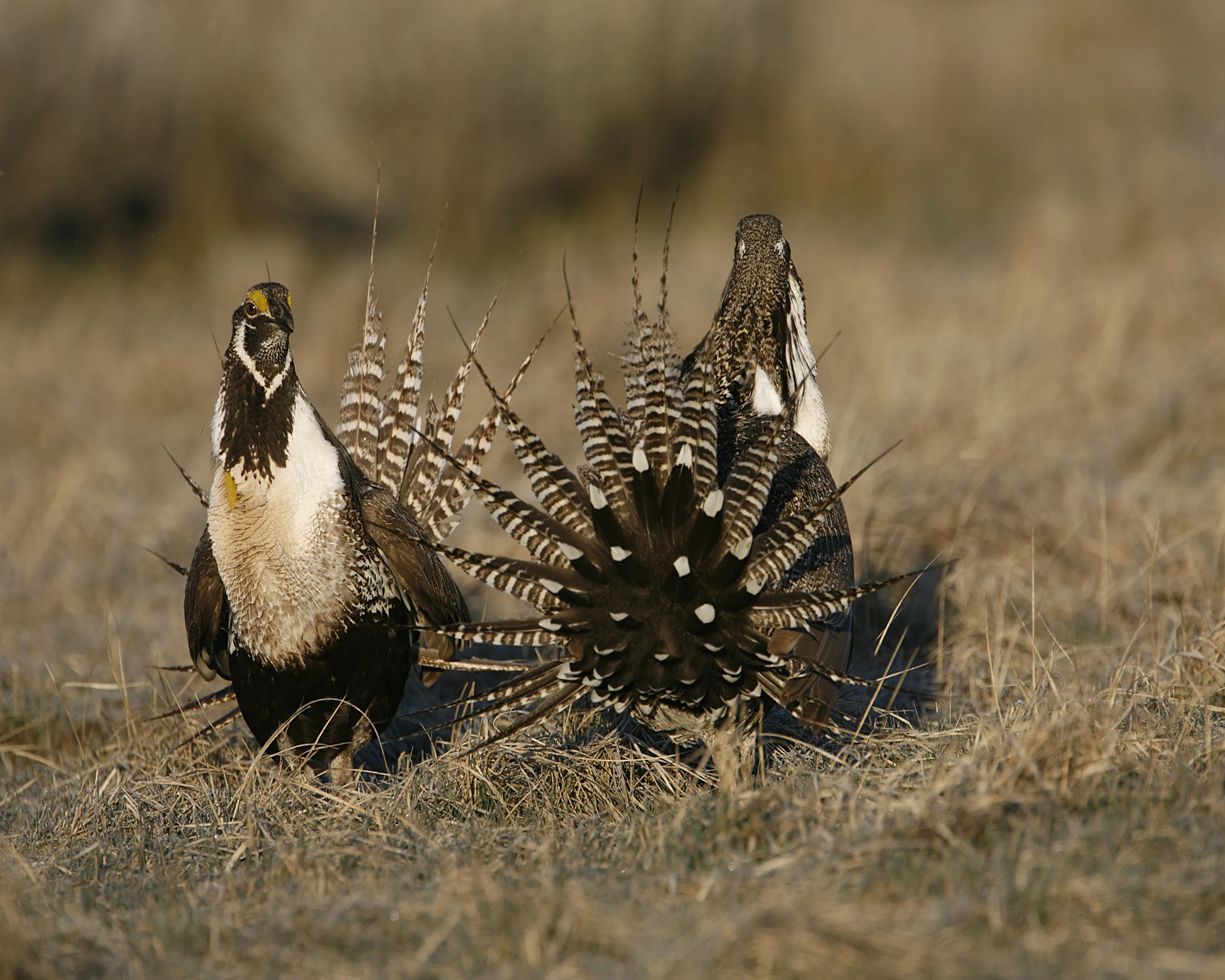 Male Gunnison sage-grouse in full display on a lek, white breast feathers fanned and distinctive white filoplumes visible on neck against sagebrush flats