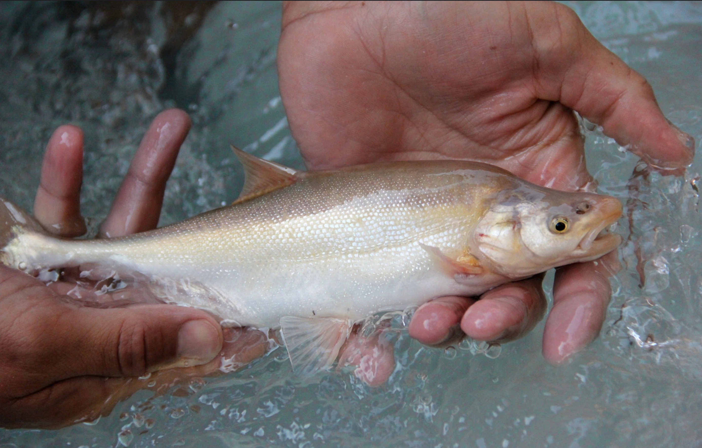 Humpback chub showing the distinctive hump behind the head, streamlined body, and large fins adapted to swift canyon river habitat