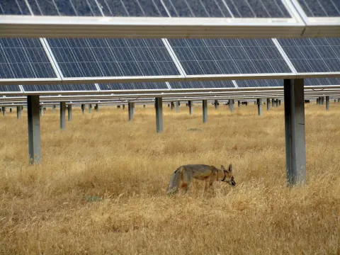 Radio-collared San Joaquin kit fox walking through dry grass beneath solar panels in California