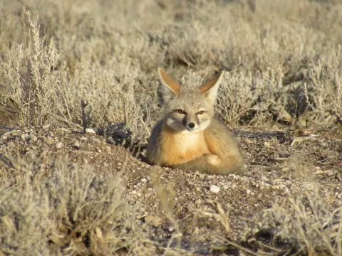 Kit fox with tall ears lying at its burrow among low desert shrubs, looking toward the camera
