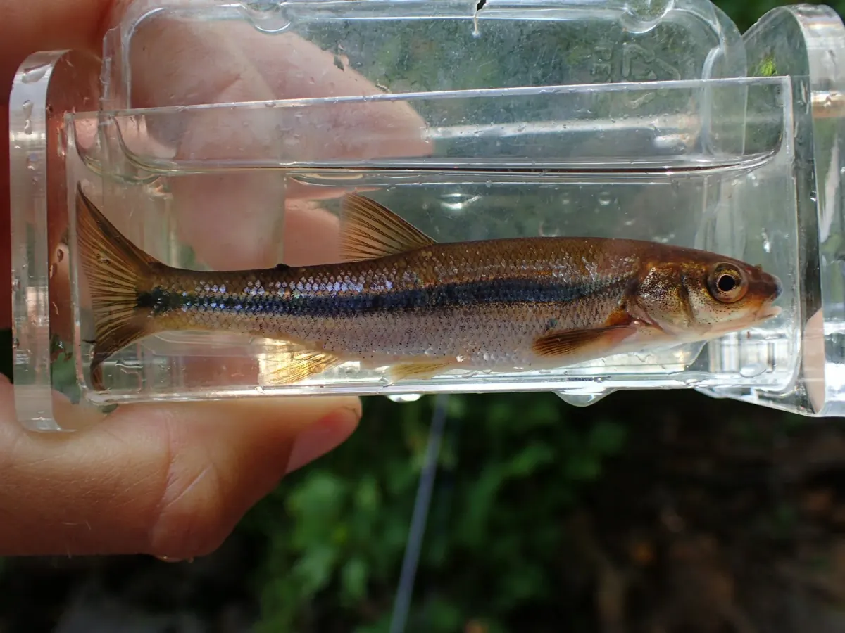 Lake chub in a clear viewing tank, a slim brown minnow with a dark stripe along its side and an orange patch behind the gill