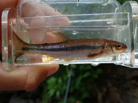 Lake chub in a clear viewing tank, a slim brown minnow with a dark stripe along its side and an orange patch behind the gill