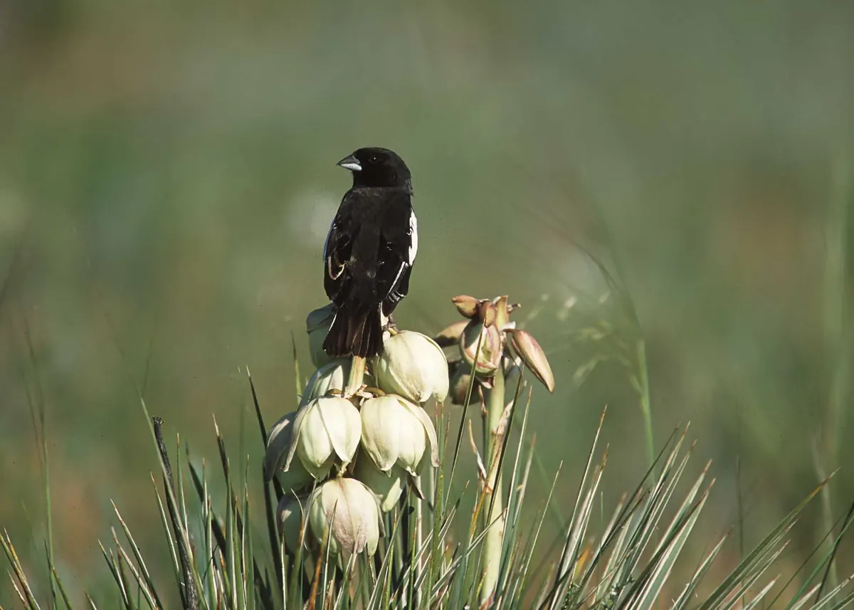 Male lark bunting in black breeding plumage with a white wing patch, perched on a flowering yucca stalk above prairie grass