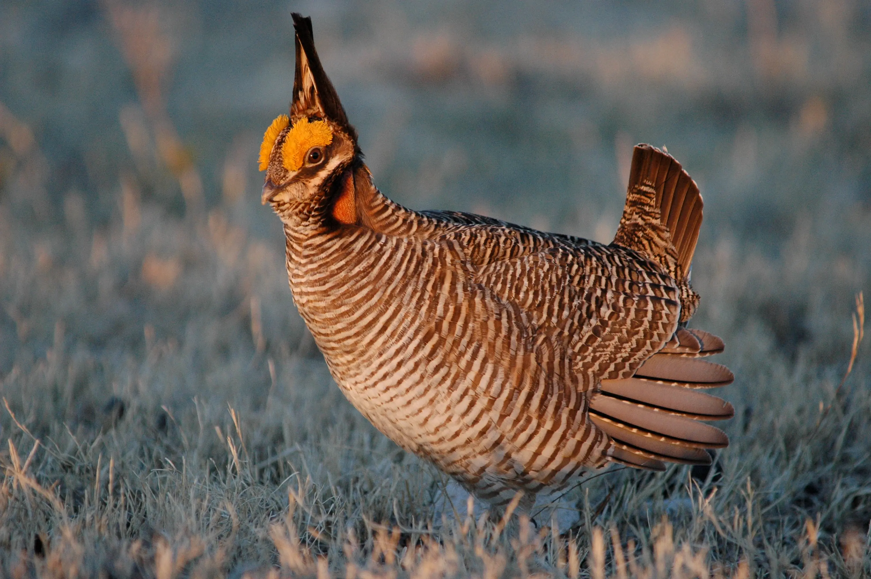 Male lesser prairie-chicken displaying on a lek in sand sagebrush prairie, orange-red air sacs inflated and tail fanned