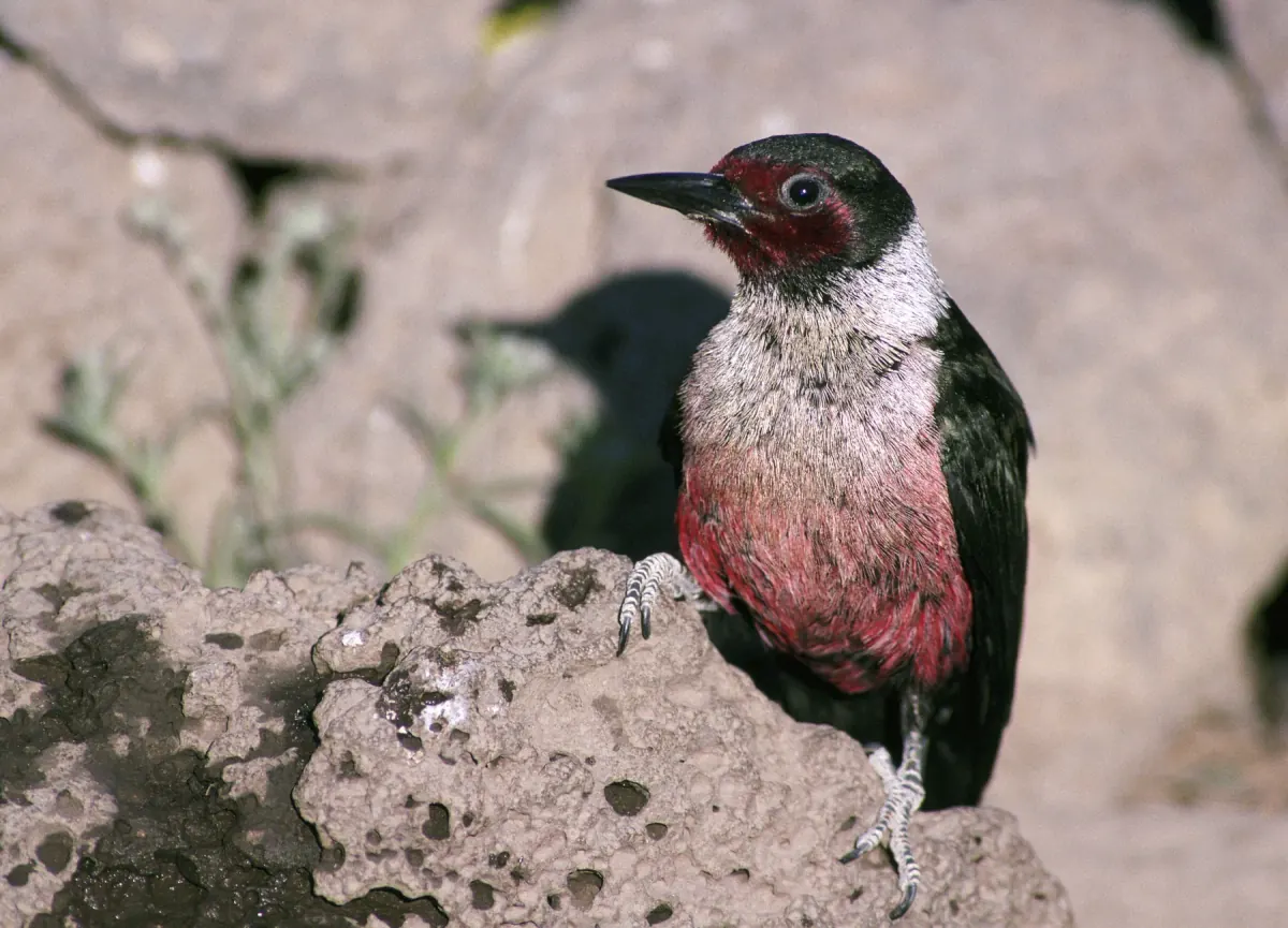 Lewis's woodpecker perched on a rock, showing its dark red face, silver-gray collar, pink belly and glossy dark green back
