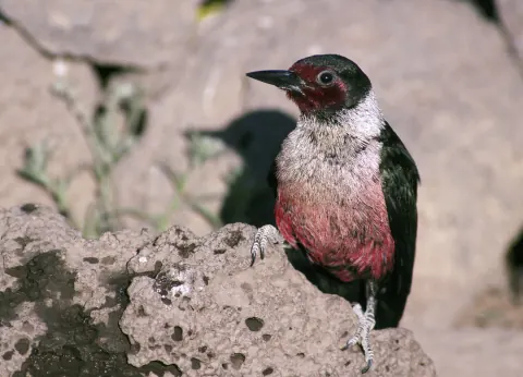 Lewis's woodpecker perched on a rock, showing its dark red face, silver-gray collar, pink belly and glossy dark green back
