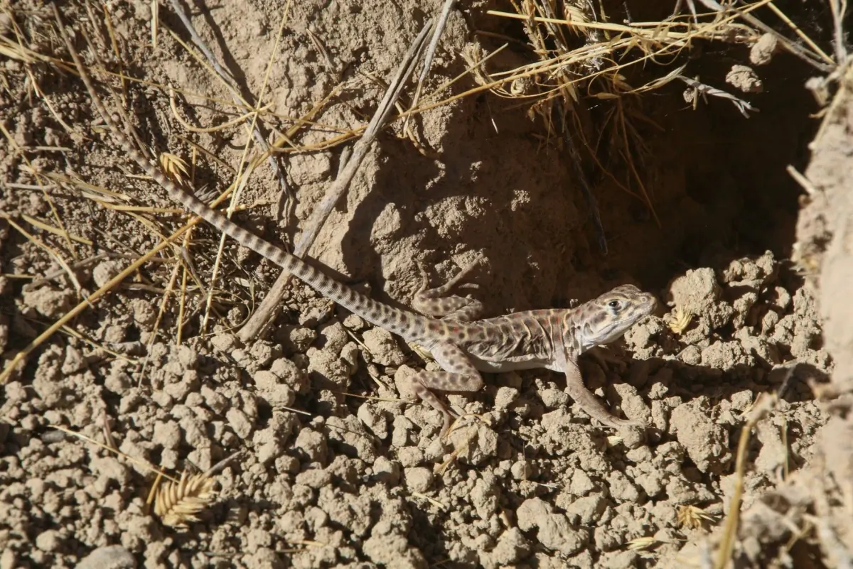 Long-nosed leopard lizard on dry, crumbly soil beside a burrow, its pale spotted body and long banded tail stretched out behind it