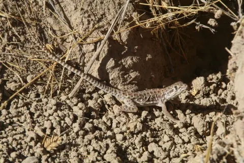 Long-nosed leopard lizard on dry, crumbly soil beside a burrow, its pale spotted body and long banded tail stretched out behind it