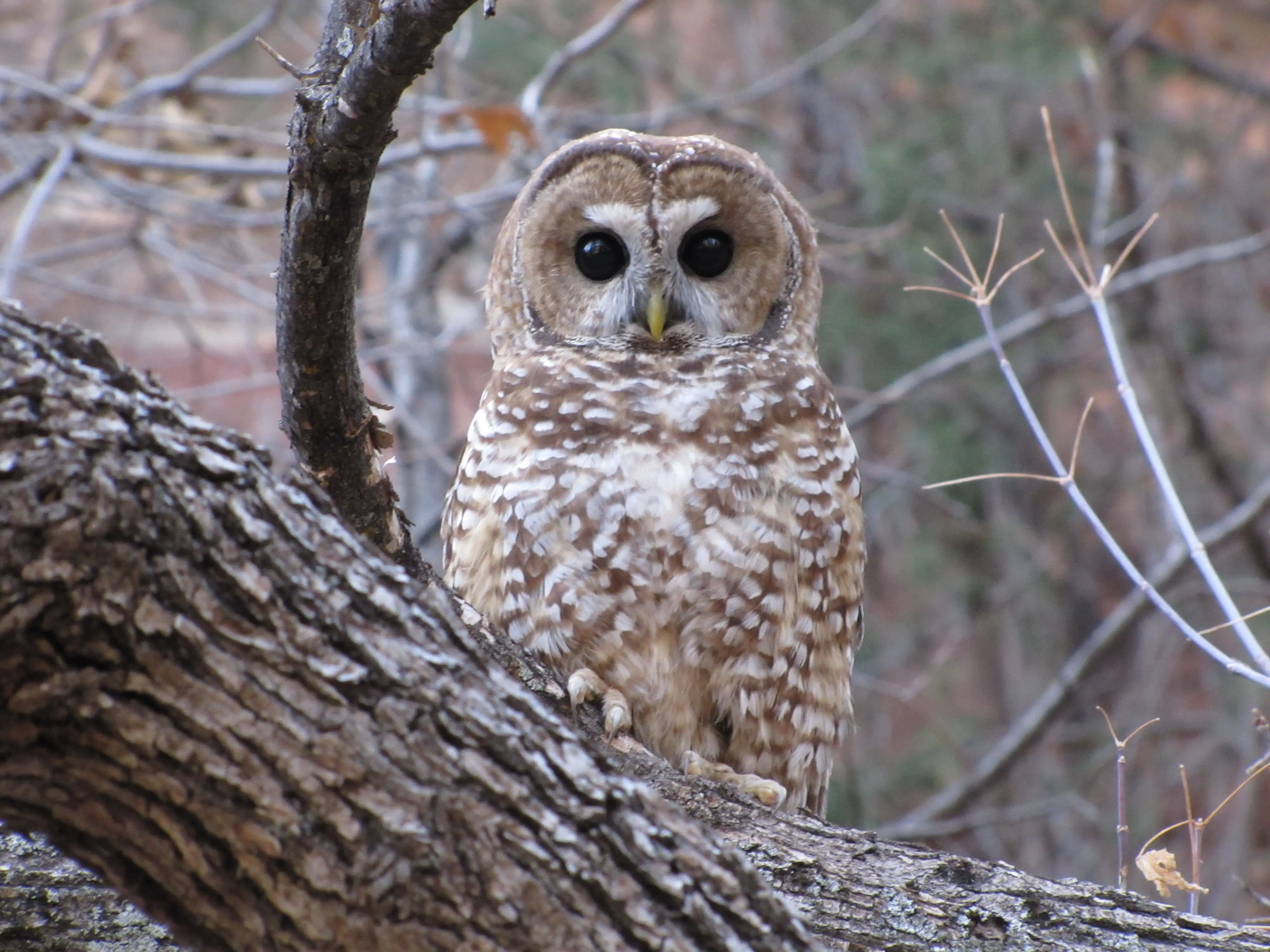 Mexican spotted owl perched in conifer forest, showing distinctive brown and white spotted plumage and dark eyes without ear tufts