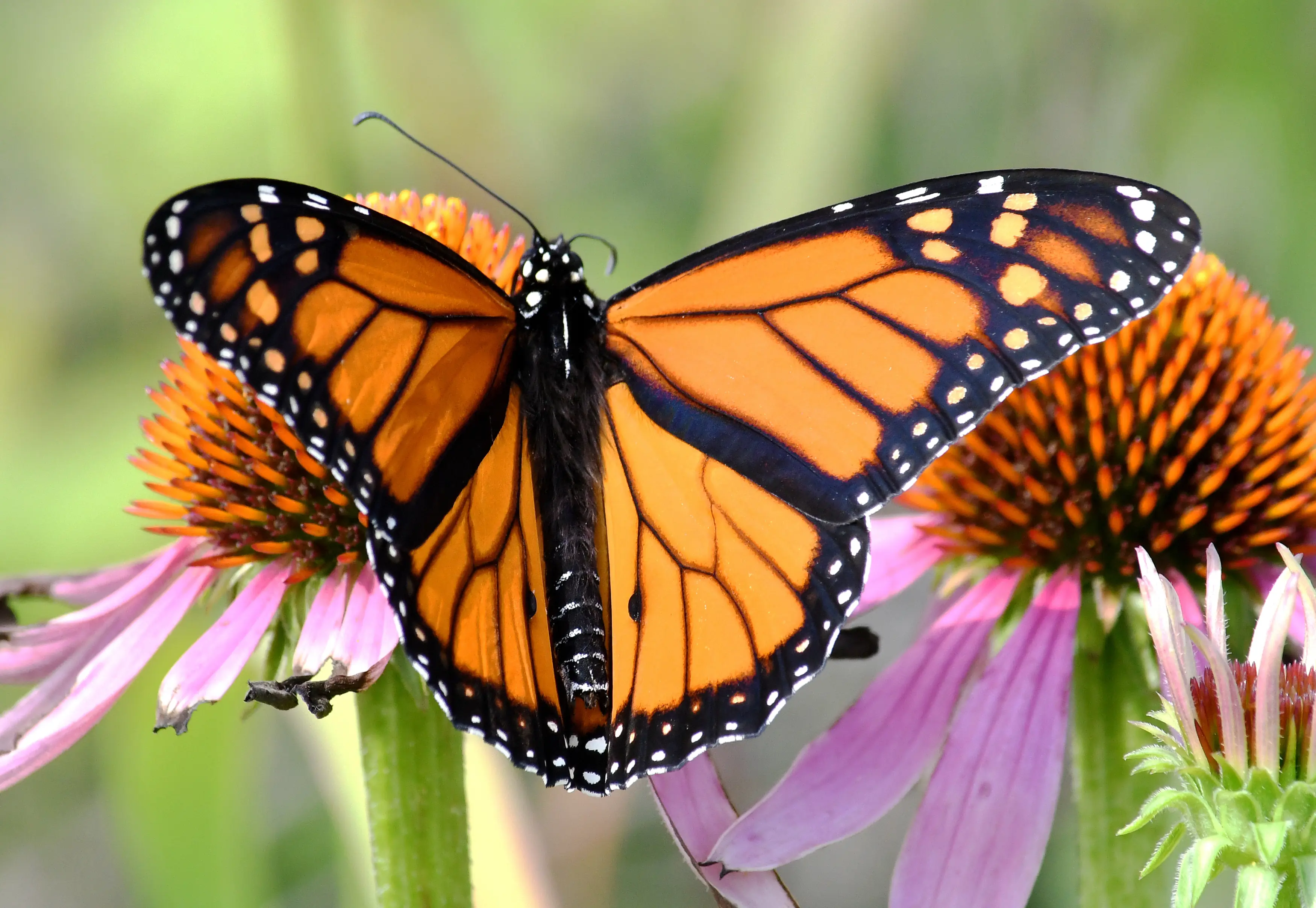 Monarch butterfly on a milkweed plant in bloom, showing distinctive orange wings with black veining and white spots along the wing margins