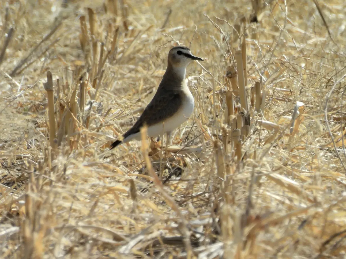 Mountain plover standing in dry crop stubble, sandy brown above and white below, with a black forecrown and thin dark line through the eye