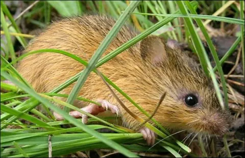 New Mexico meadow jumping mouse in dense streamside herbaceous vegetation, showing small body, dark dorsal stripe, pale sides, and proportionally very long tail