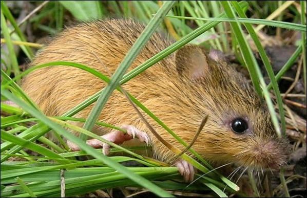 New Mexico meadow jumping mouse in dense streamside herbaceous vegetation, showing small body, dark dorsal stripe, pale sides, and proportionally very long tail