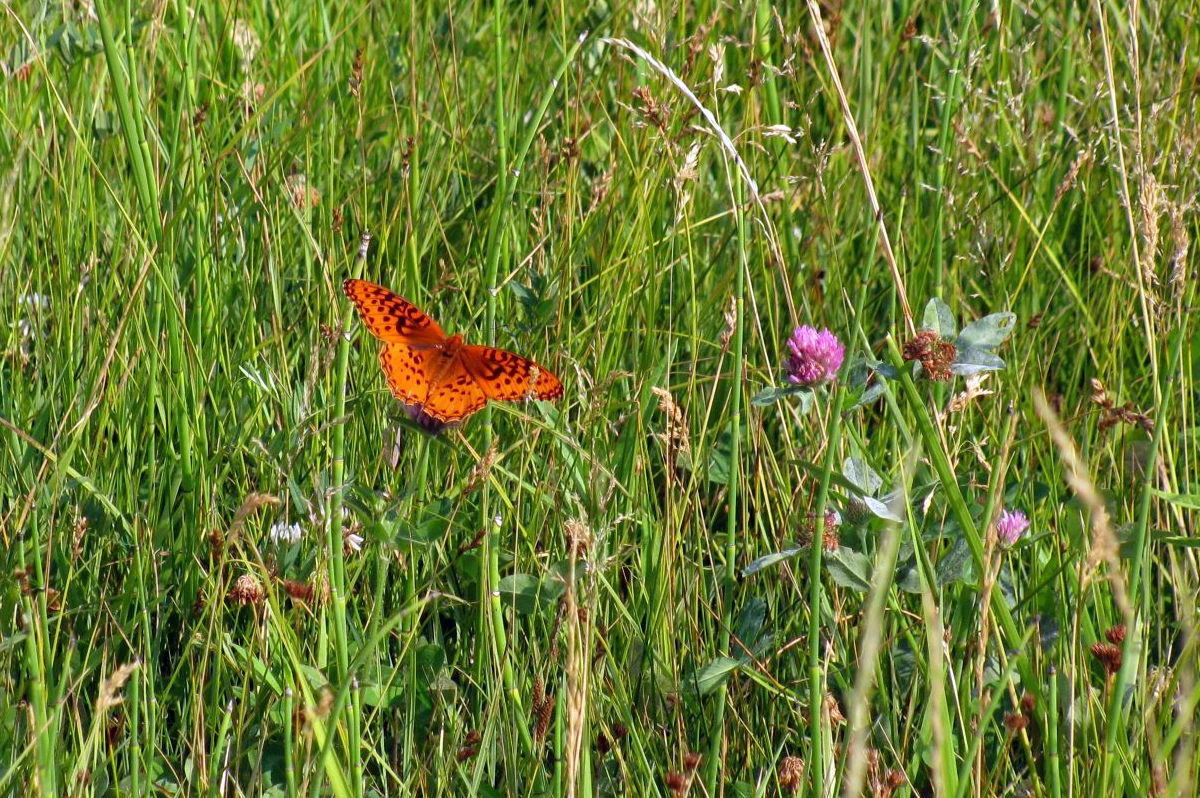 Nokomis fritillary butterfly showing orange and black patterned upperwings with distinctive silver spots visible on hindwing undersides