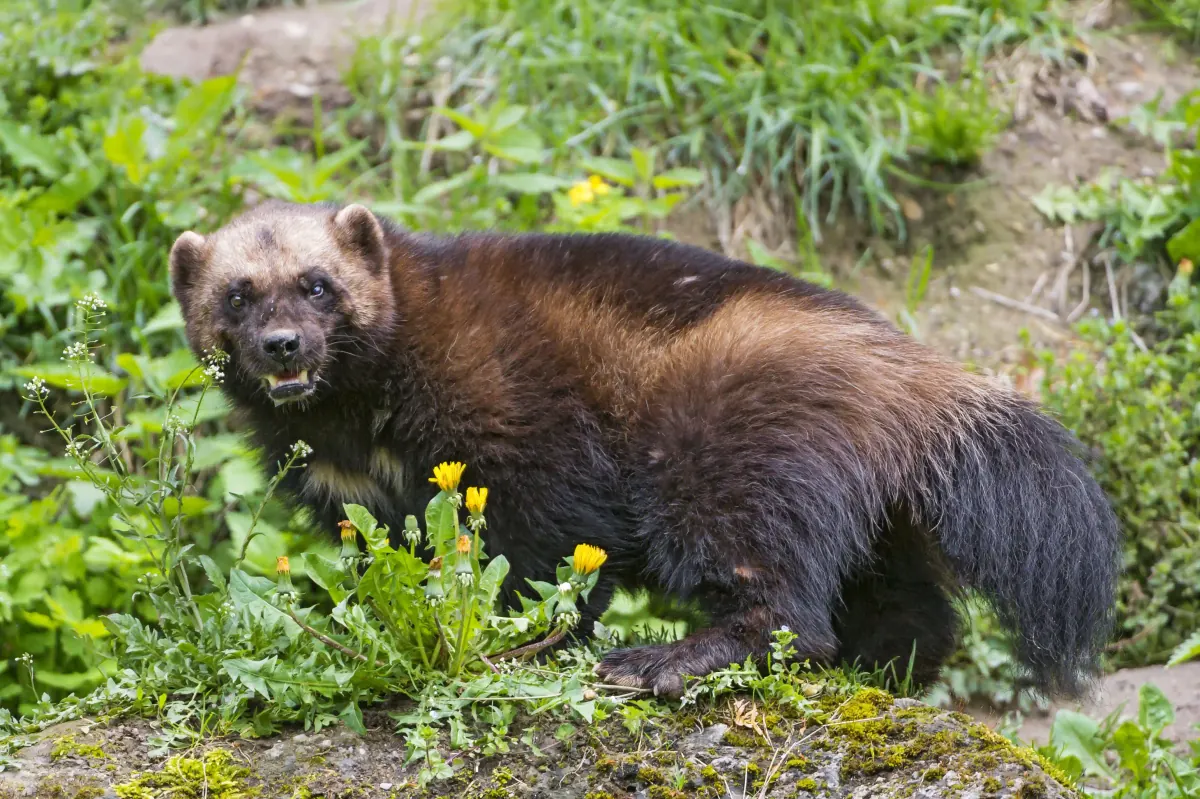 North American wolverine in alpine terrain, showing the stocky dark brown body, pale facial markings, and bushy tail characteristic of the largest terrestrial mustelid