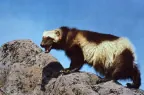 North American Wolverine