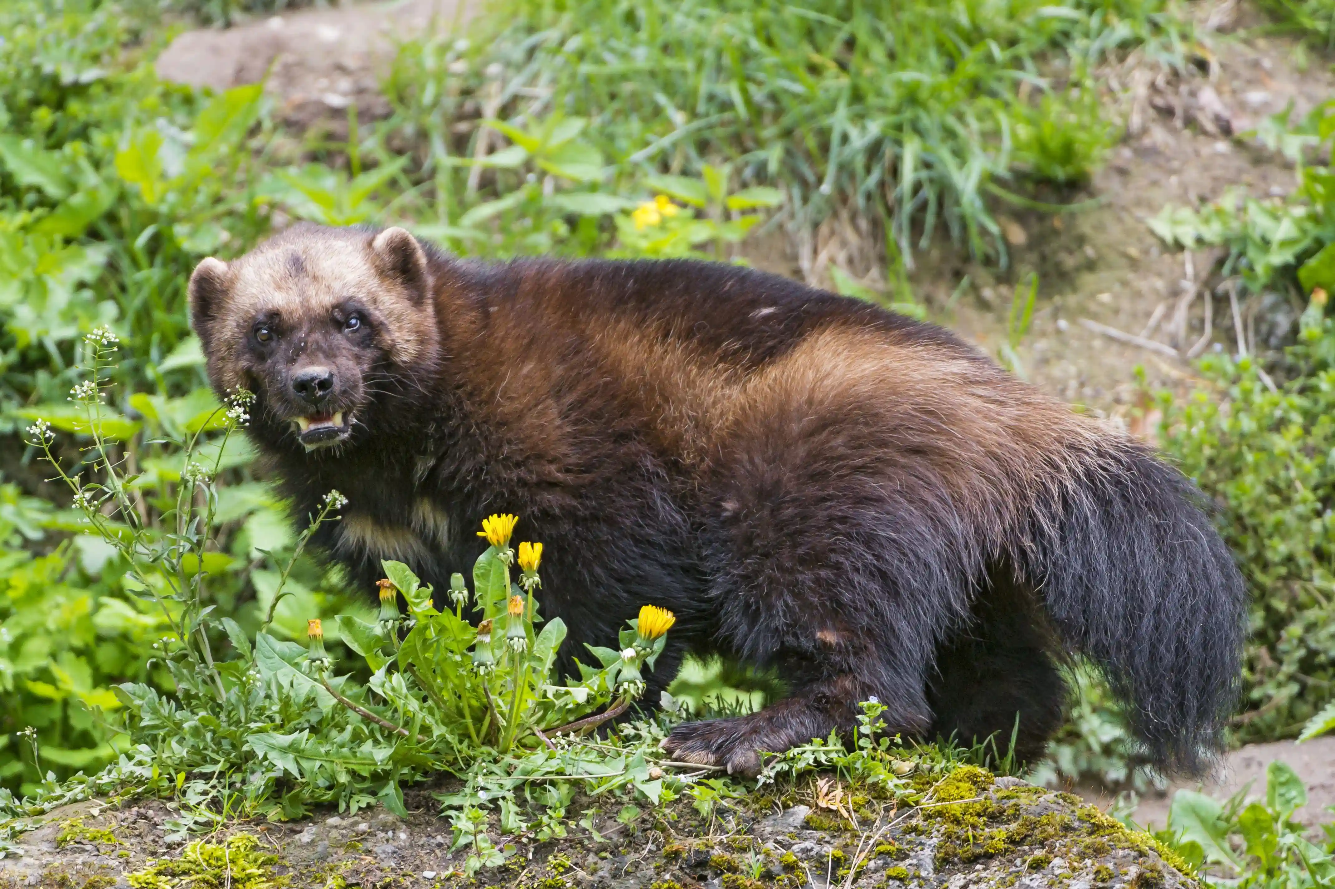 North American wolverine in alpine terrain, showing the stocky dark brown body, pale facial markings, and bushy tail characteristic of the largest terrestrial mustelid