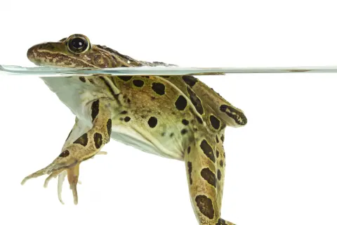 Northern leopard frog floating at the water's surface, seen from the side, its green-brown skin covered in large dark spots