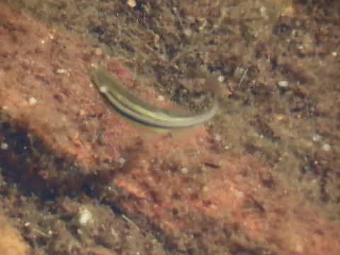 Northern redbelly dace swimming over a reddish, algae-covered stream bottom, the dark stripes along its side visible through the water