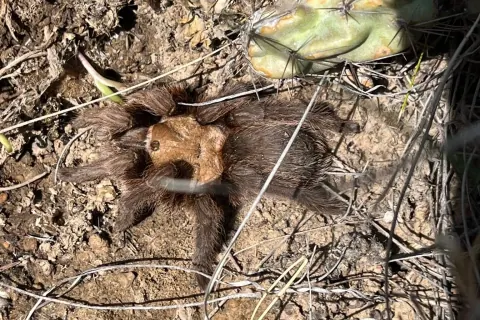 Oklahoma brown tarantula on dry ground beside a cholla stem on the Comanche National Grassland, its tan carapace and hairy dark legs spread out