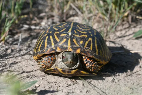 Ornate box turtle facing the camera on sandy prairie ground, its domed shell streaked with yellow lines and its spotted orange forelegs drawn in