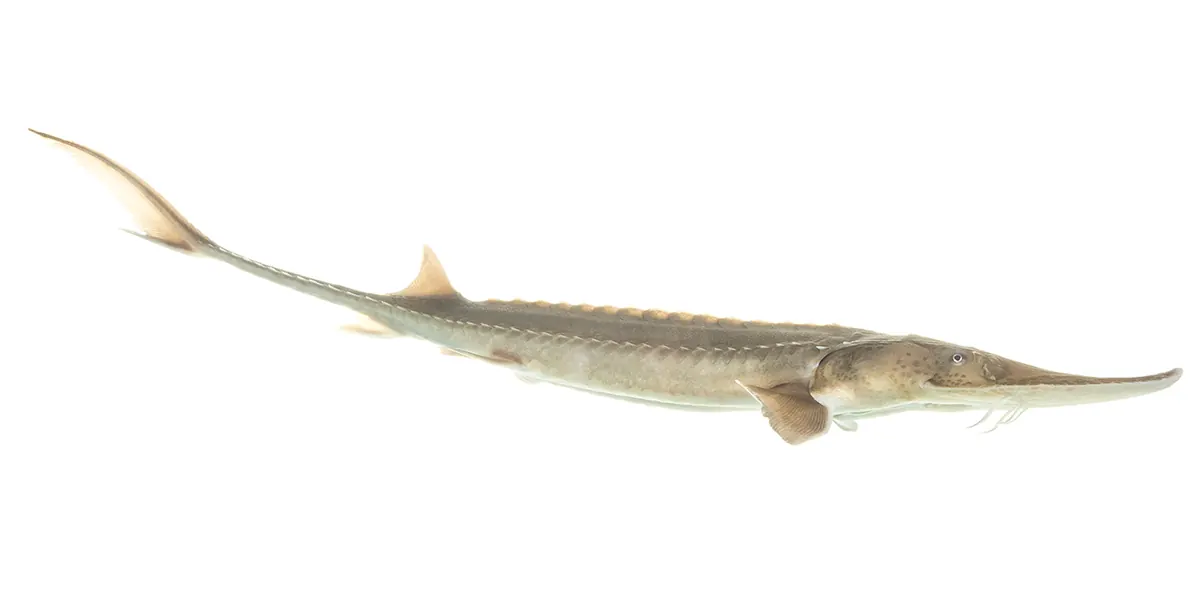 Pallid sturgeon showing pale white coloration, flattened shark-like snout with sensory barbels, and rows of bony scutes along the body