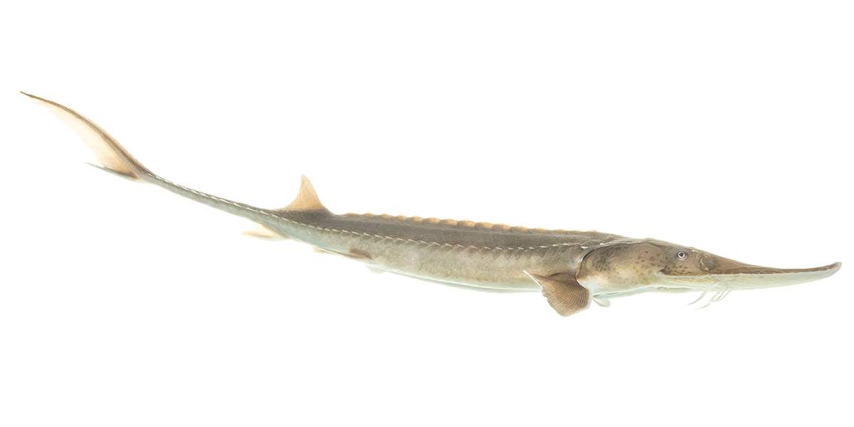 Pallid sturgeon showing pale white coloration, flattened shark-like snout with sensory barbels, and rows of bony scutes along the body