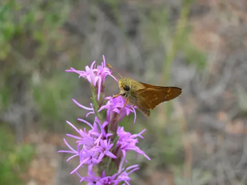 Pawnee montane skipper adult on a flower, showing orange-brown wings with darker borders characteristic of this small Colorado endemic butterfly